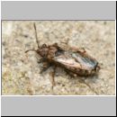 Nysius cf thymi - Bodenwanze 01b 4-5mm.jpg